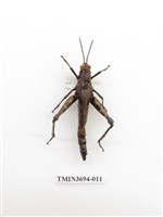 藏品(直翅目(2))的圖片